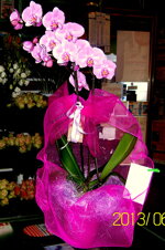 pianta-di-phalaenopsis