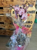 pianta-di-phalaenopsis