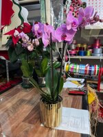 pianta-di-phalaenopsis