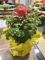 composizione-floreale-da-regalo