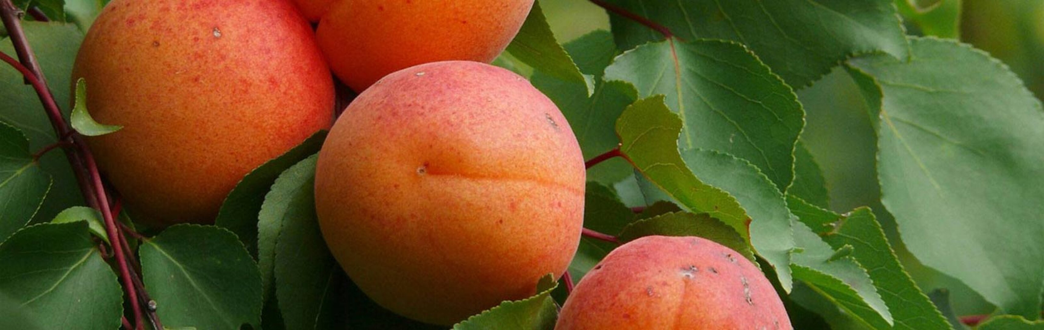 9c1a7c19-f114-4925-b4fd-b4af00b0fd3c