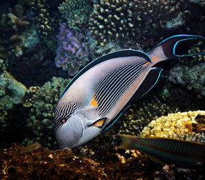 eyJpdCI6IiJ9 eyJpdCI6IiJ9