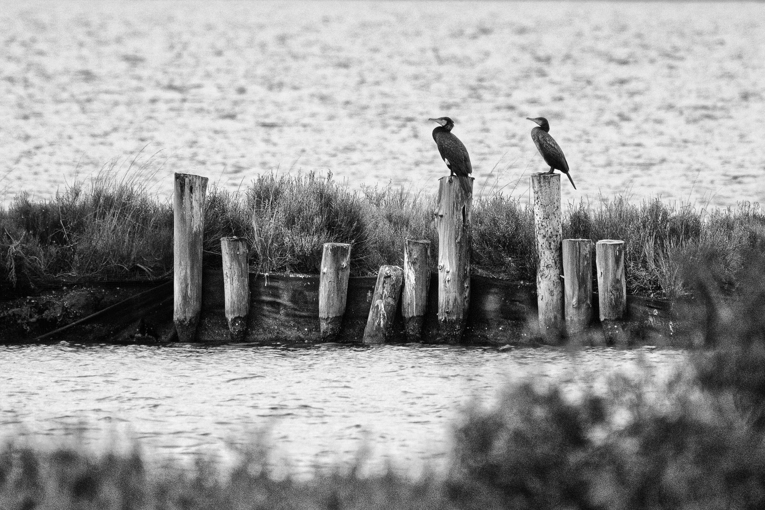 LA FOTOGRAFIA NATURALISTA ETICA E CONSAPEVOLE LA FOTOGRAFIA NATURALISTA ETICA E CONSAPEVOLE
