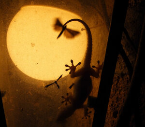 eyJpdCI6IiJ9 eyJpdCI6IiJ9