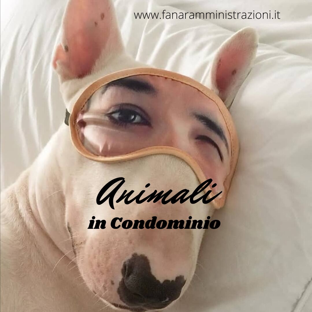 Regole per il trasporto degli animali in ascensore