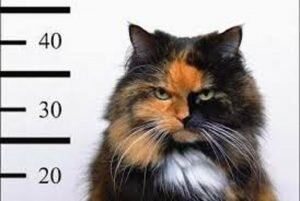 Gatto che invade la propriet&agrave; altrui: responsabilit&agrave; del proprietario