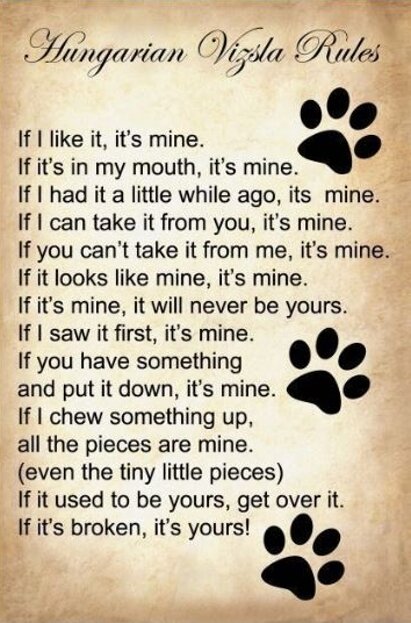 bracco ungherese 2.jpeg