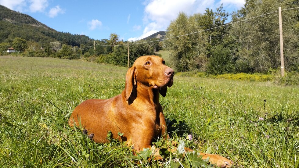 2aec09b6-905d-46ae-ae65-e689943bc013