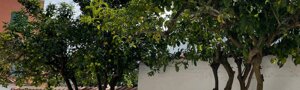 giardino_720x960.jpeg