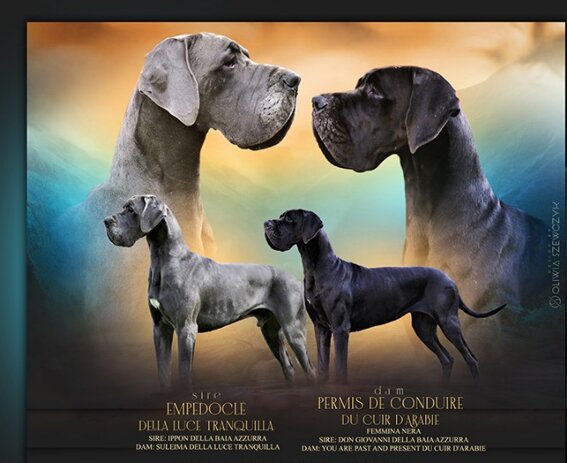 754ff0dc-ac4d-4940-9cc4-f6435f962370