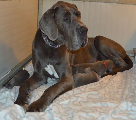 851fda46-6461-40ae-83b2-632daee3a994