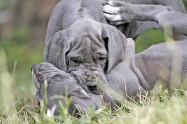 4be93a77-40e5-4712-bb84-6f181452111c