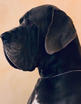 1dc12f18-4fc6-400b-abb3-a7e60b497ba1