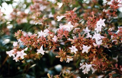 abeliagrandiflora