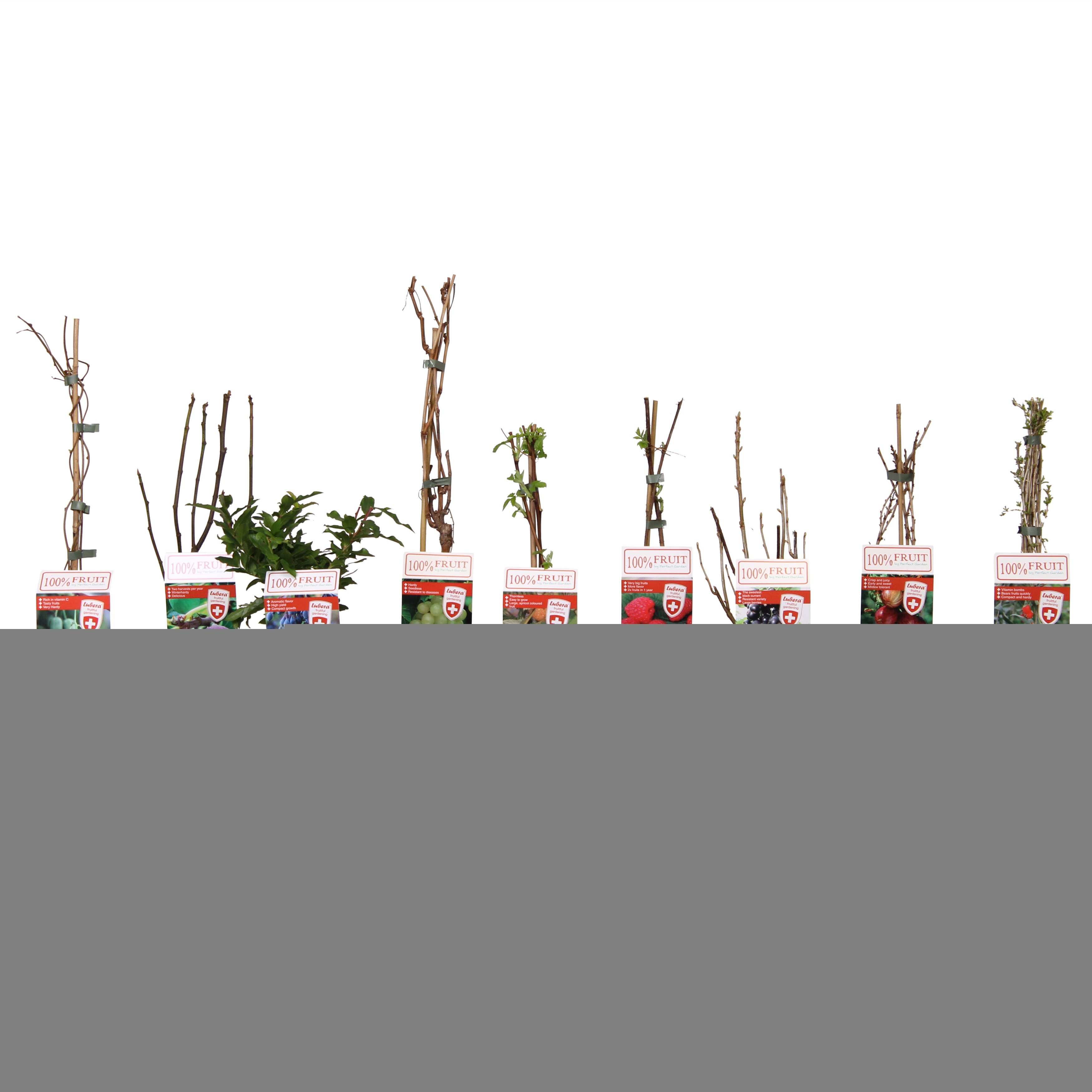 Frutti minori e Malus