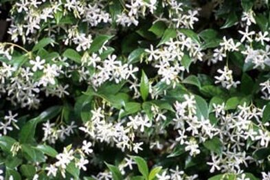 trachelospermum-jasminoides-lrg