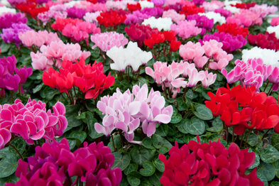 mixcyssminiwinter_sfeer02_lr_1