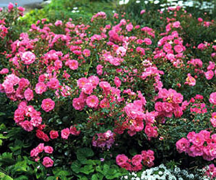 9842f3d8-746c-4e6a-ae7d-6bdc3d35d326