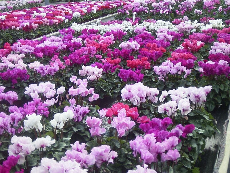 Ciclamini 1.0 i Mini