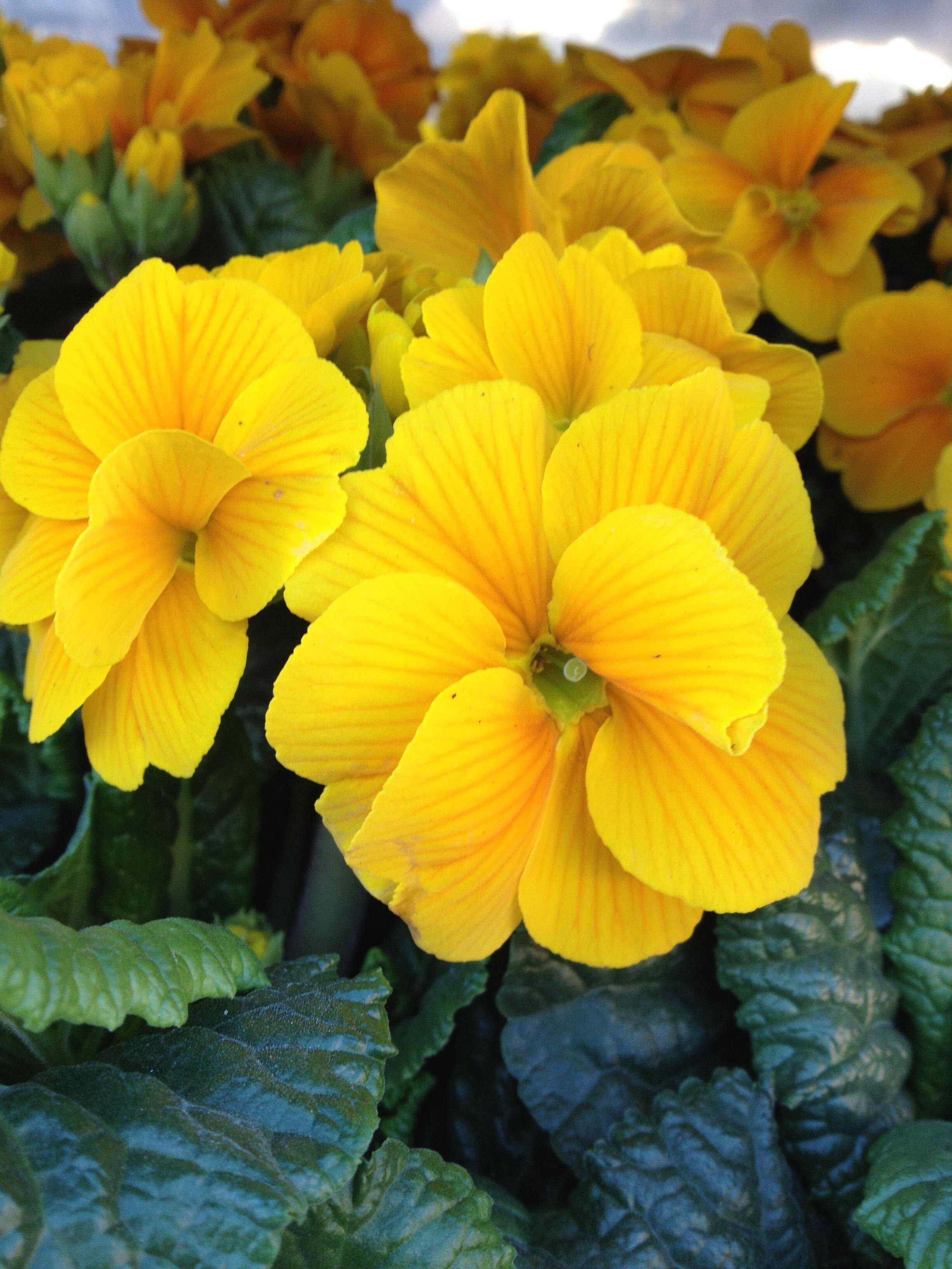 COMUNICAZIONE IMPORTANTE