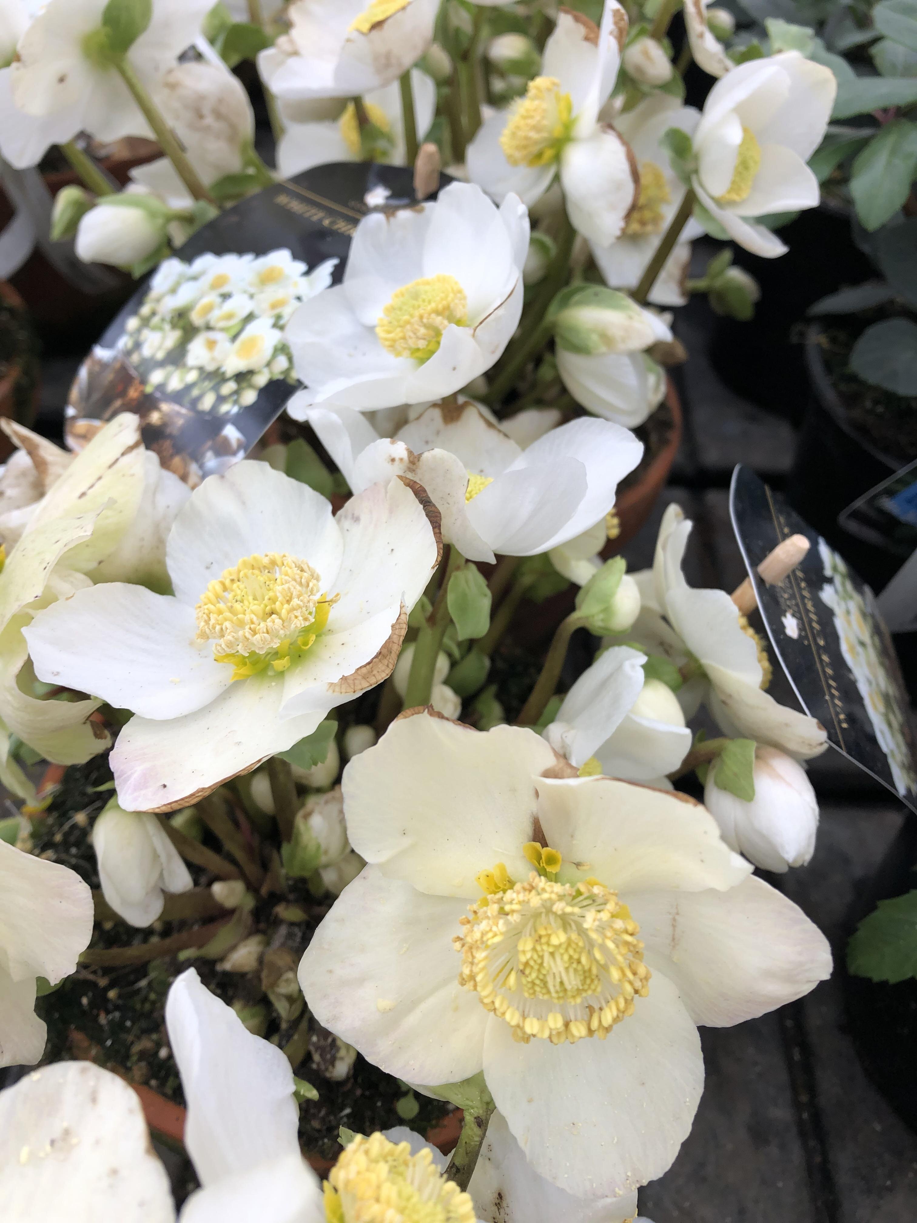 HELLEBORUS MA QUANTI SONO!!