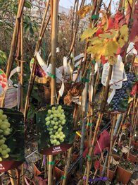 e9faef7b-857f-4257-aeb9-89484271efc5