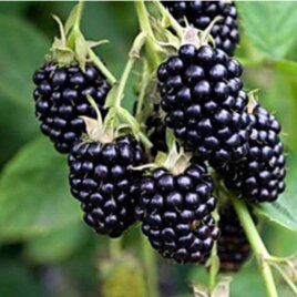 5a732c3d-9e55-4ee4-b911-a00c702917b3