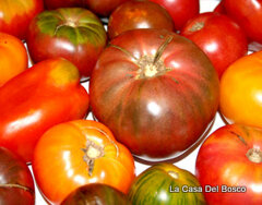 pomodoro mix 23-01-2013 18.49.05 740x579.jpeg pomodoro mix 23-01-2013 18.49.05 740x579.jpeg