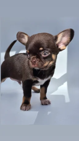 img_20250206_213551_061