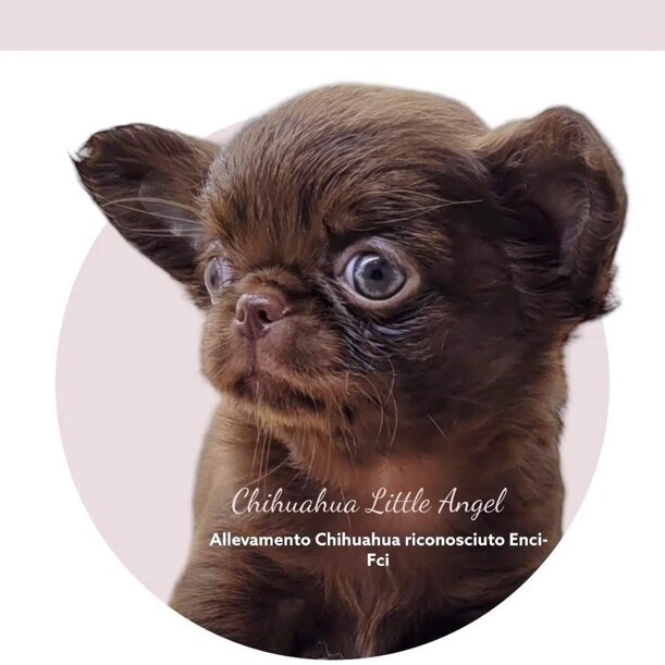 immagine whatsapp 2024-11-02 ore 11.34.41_5406a36b.jpeg