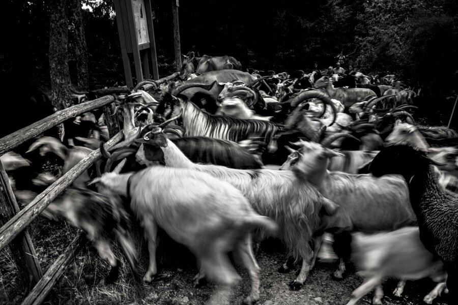 4c96d6bd-9fd0-472d-95a5-9167ea0570bf