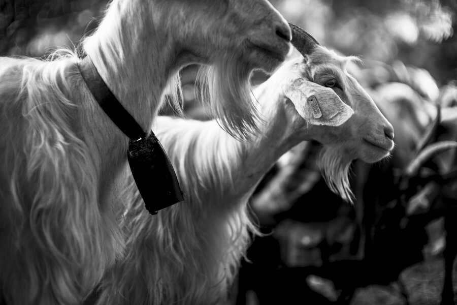 7ca58f59-fa5d-4af4-a454-547ca5a76fbd