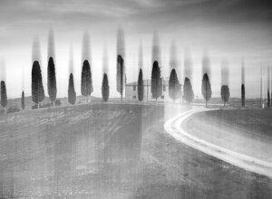 cipressini%20bw%20evanescence.jpeg