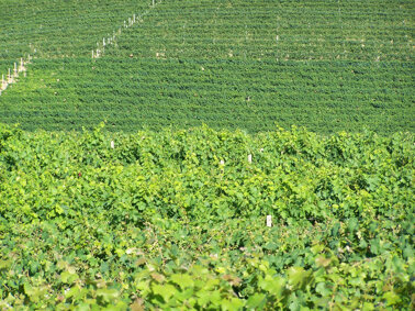 a017aaf2-c84a-4012-bd28-21ff4aa6f0f1 a017aaf2-c84a-4012-bd28-21ff4aa6f0f1