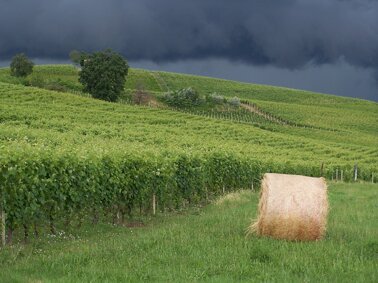 cc7ed238-626a-4d94-a0e1-5a5785b6ea85 cc7ed238-626a-4d94-a0e1-5a5785b6ea85