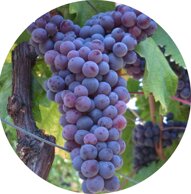 2af9a80d-5ae8-4bd2-97fe-2a18268c77ae