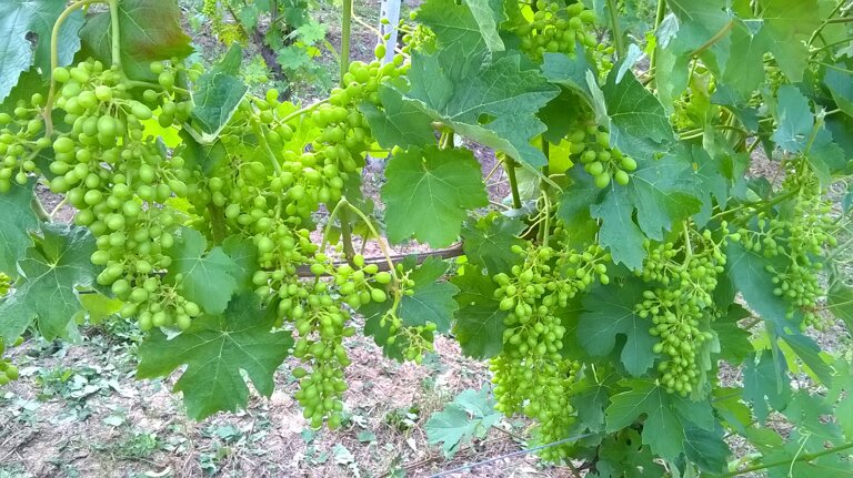 c5d226d8-e777-4e65-93a6-2a204327783f c5d226d8-e777-4e65-93a6-2a204327783f