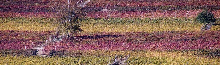 705d17a5-7165-4896-acb6-94caac475803 705d17a5-7165-4896-acb6-94caac475803