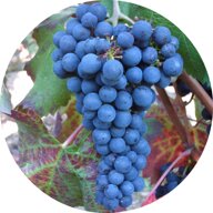 a1f2fdb1-ee3c-4ff4-b846-47a9732fdf0e