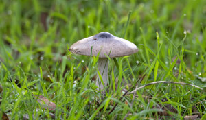 Ambiente Scrivia 2024