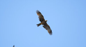 Ambiente Scrivia 2021