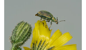 polydrusus%20formosus%202.jpeg