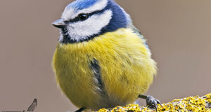 Cinciarella - Cyanistes caeruleus