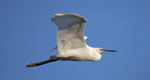 Ambiente Scrivia 2022