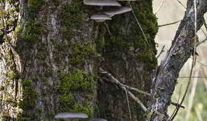 Ambiente Scrivia 2020