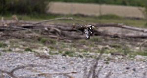 Ambiente scrivia 2018