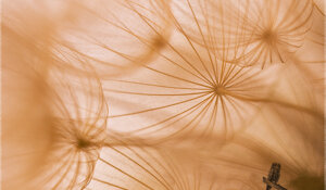 Trapopogon pratensis