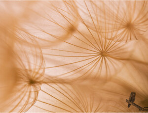 590ca89e-9584-41f9-b31d-44ee1f2a987f