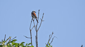 Ambiente Scrivia 2021