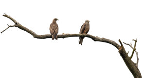 Ambiente Scrivia 2022